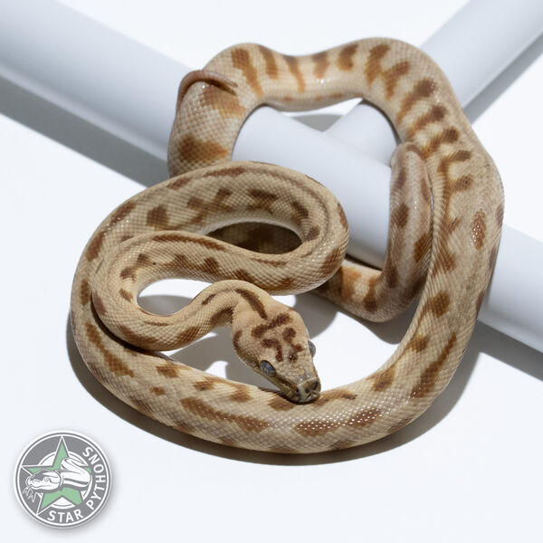 Hypo Jaguar double het Axanthic Granite male