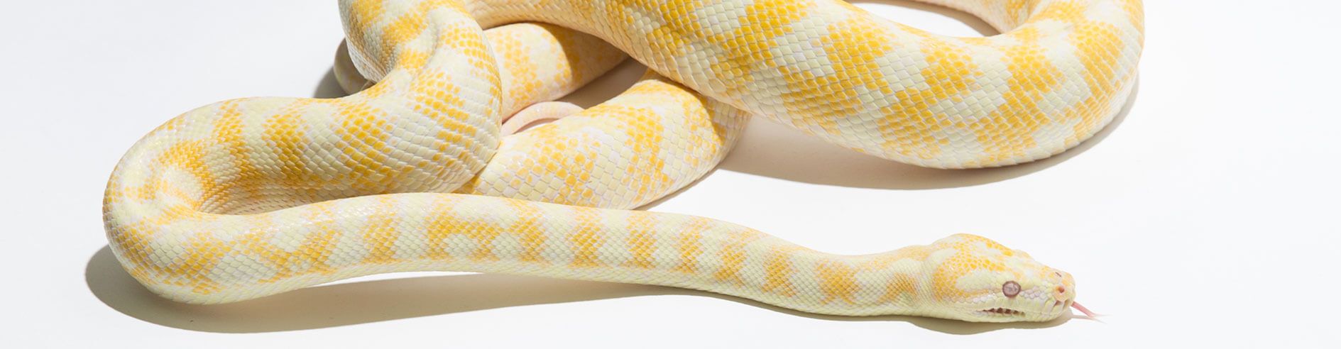 Albino Teppichpython