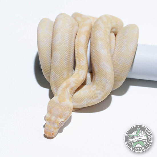 Snow female