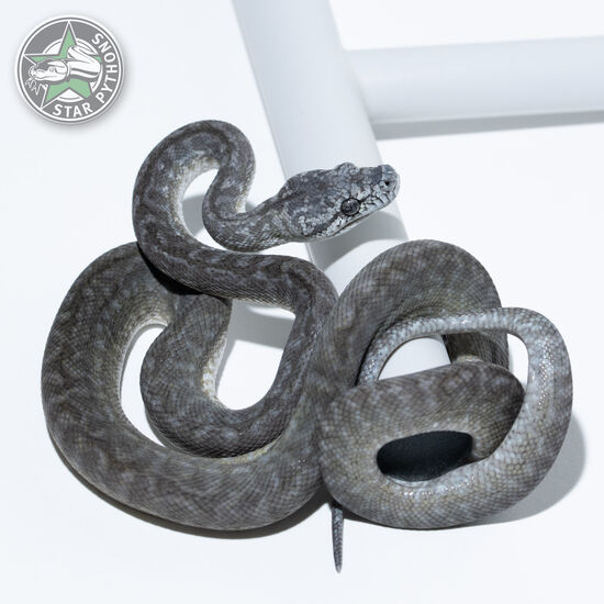 Axanthic Granite het Albino male