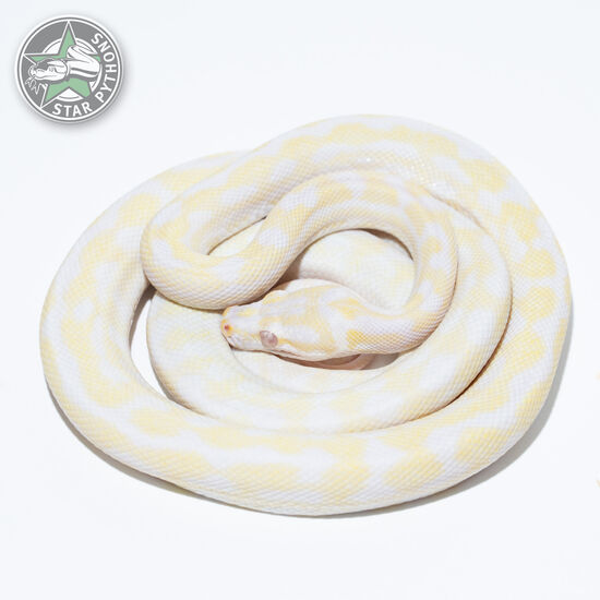 Snow 66% het Granite female