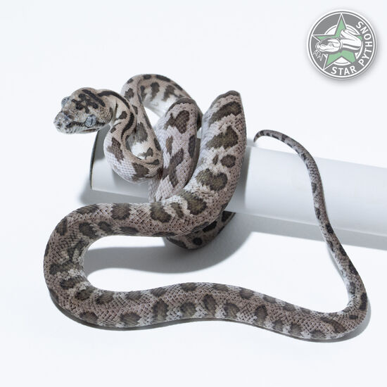Axanthic Jaguar het Granite male