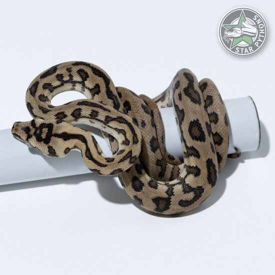 Jaguar double het Axanthic Granite male