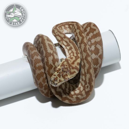 Hypo Caramel Zebra het Axanthic female