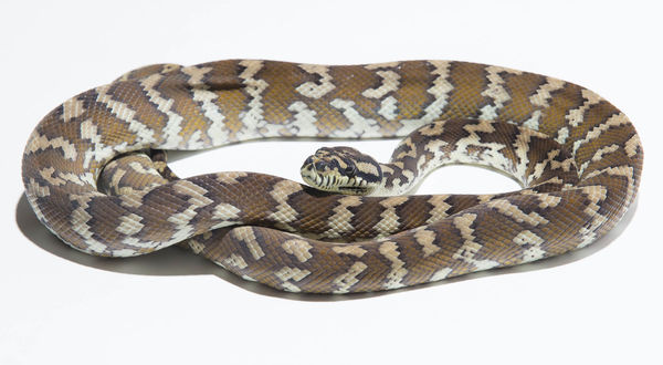 Morelia spilota harrisoni - Papua Teppichpython