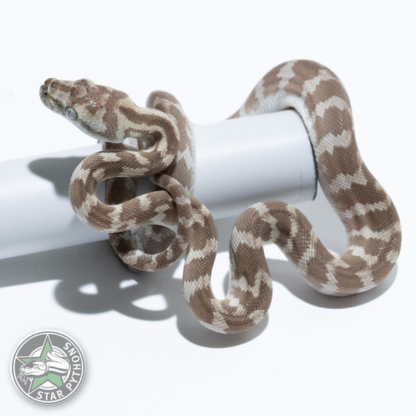 Hypo Axanthic (Ghost) male