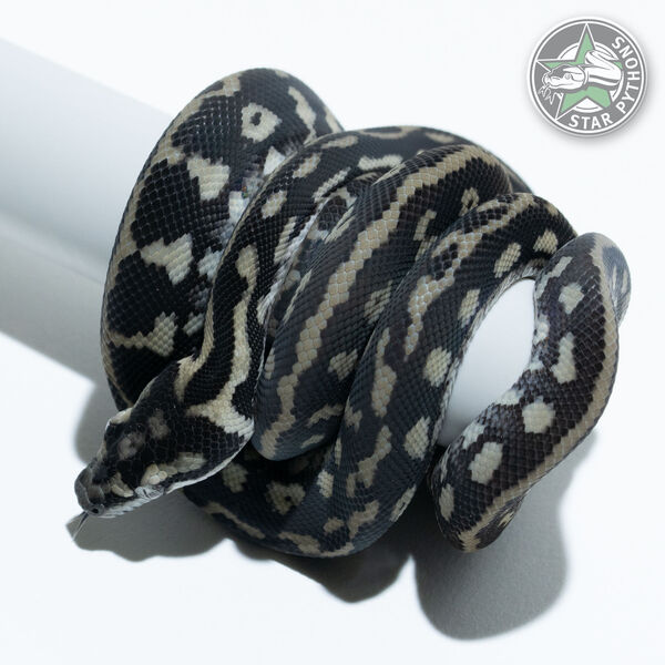 Axanthic het Albino female