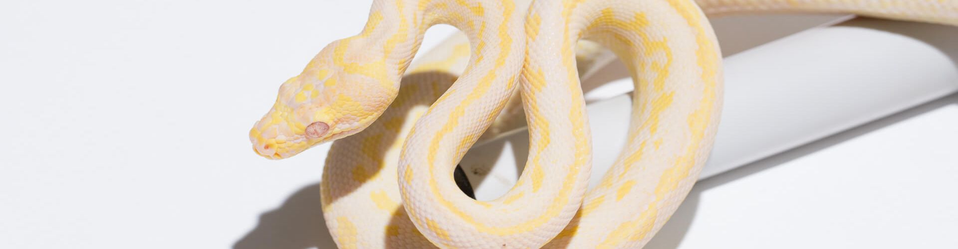 Albino Teppichpython