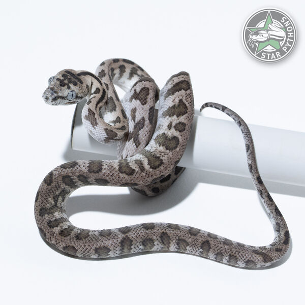 Axanthic Jaguar het Granite male