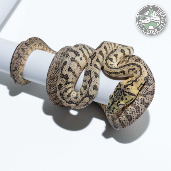 Granite Jaguar het Albino male