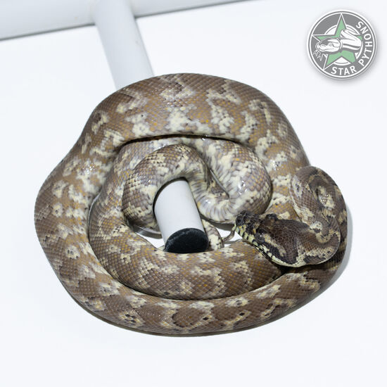 Caramel het Granite male