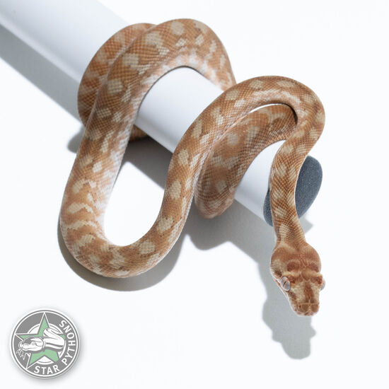 Hypo Caramel (pure Coastal) female