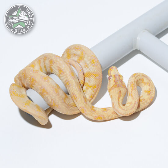 Albino Jaguar (Redline) male