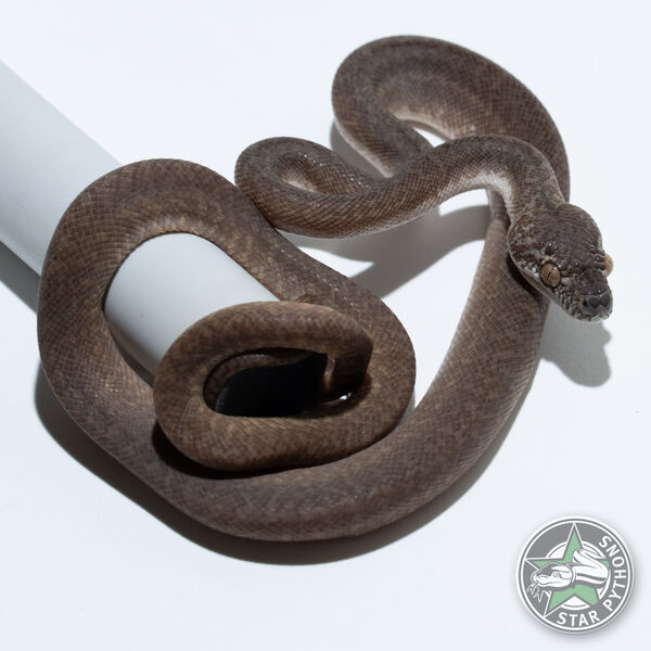 Caramel Granite male