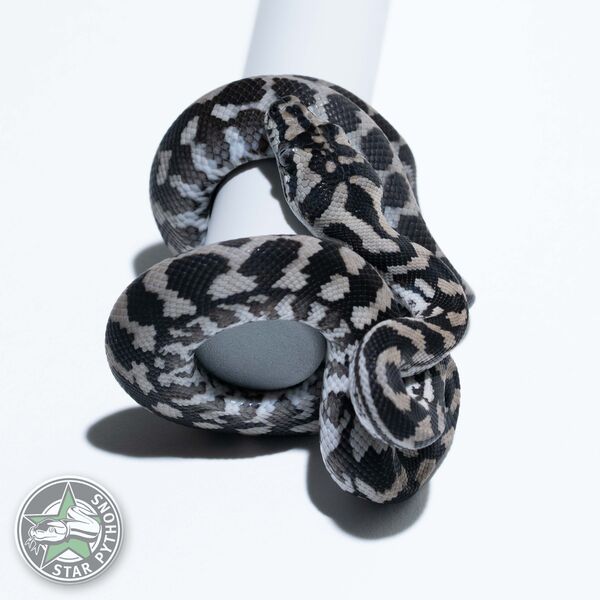 Axanthic het Granite male