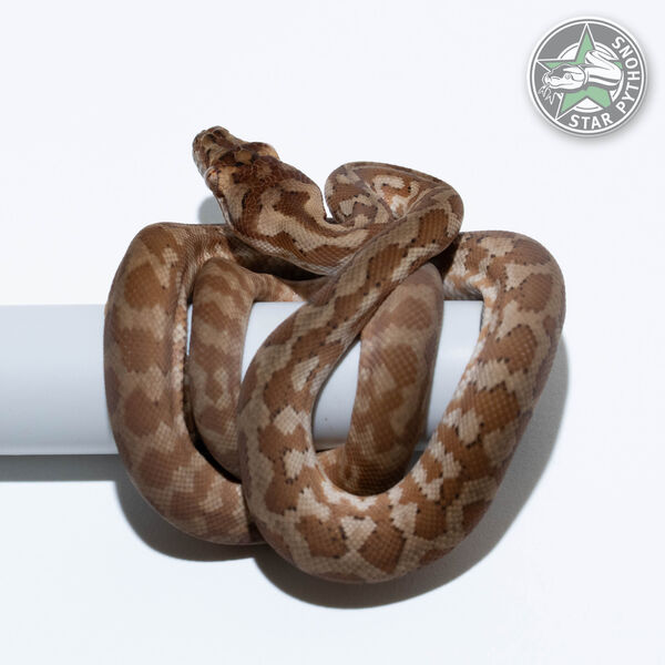 Hypo Caramel het Axanthic pos het Albino female