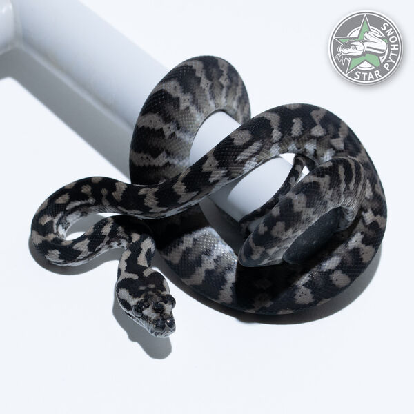 Axanthic double het Albino Granite female