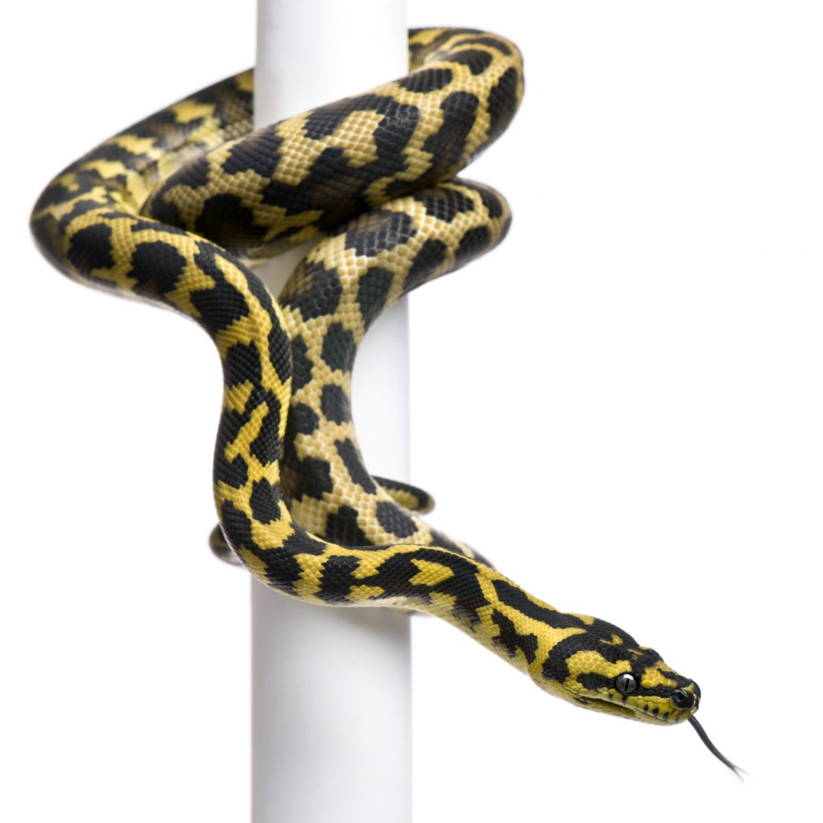 Haltung und Pflege von Teppichpythons - Morelia spilota