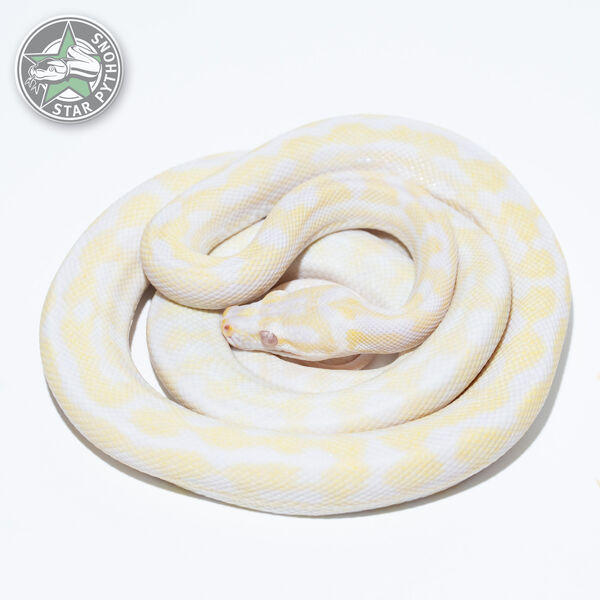Snow 66% het Granite female