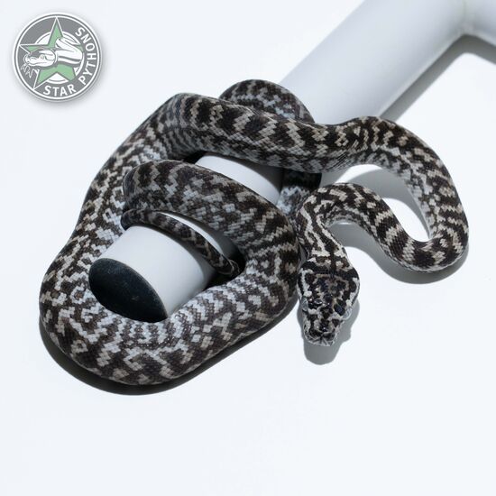 Caramel Axanthic Zebra female