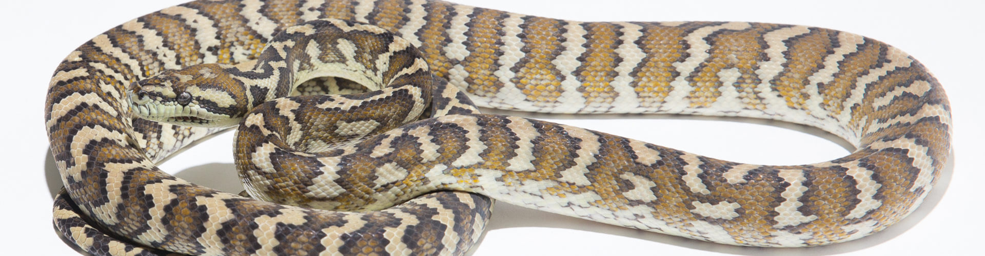 Morelia spilota variegata - Darwin Teppichpython